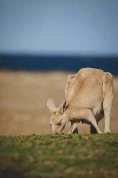 White Eastern Grey kangaroo at a caravan park Stock Photos