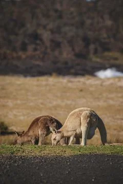 White Eastern Grey kangaroo at a caravan park Stock Photos