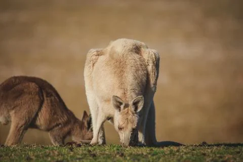 White Eastern Grey kangaroo at a caravan park Foto stock