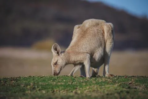 White Eastern Grey kangaroo at a caravan park Stock Photos