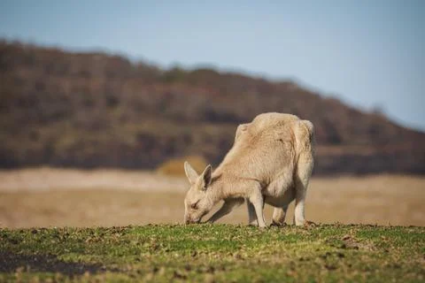 White Eastern Grey kangaroo at a caravan park Stock Photos