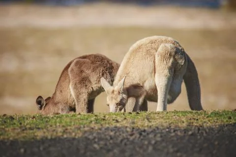 White Eastern Grey kangaroo at a caravan park Stock Photos