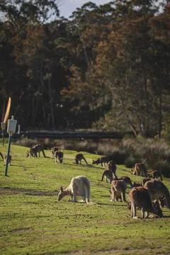 White Eastern Grey kangaroo at a caravan park Stock Photos