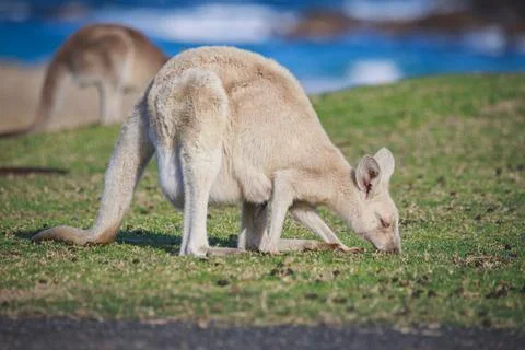White Eastern Grey kangaroo at a caravan park Stock Photos