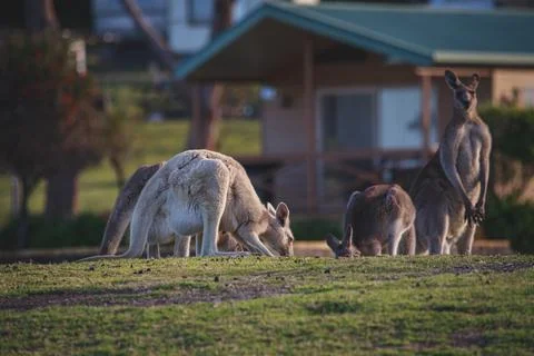 White Eastern Grey kangaroo at a caravan park Foto stock