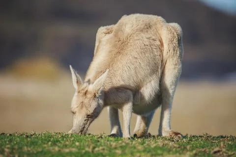 White Eastern Grey kangaroo at a caravan park Foto stock