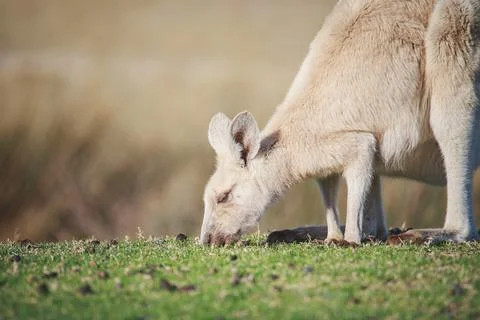 White Eastern Grey kangaroo at a caravan park Stock Photos