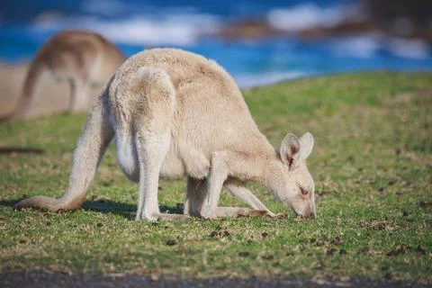 White Eastern Grey kangaroo at a caravan park Stock Photos