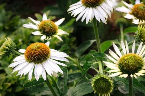 White Echinacea In Bloom Stock Photos