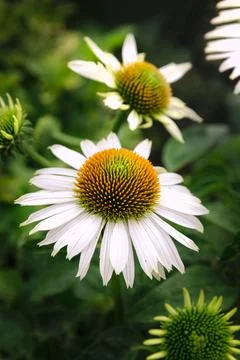 White Echinacea In Bloom Foto stock