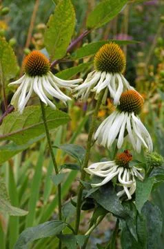 White echinacea flowers Stock Photos