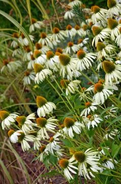 White echinacea flowers Stock Photos