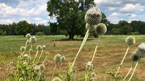 White echinops or globe thistle flowers on meadow Stock Footage 97159011