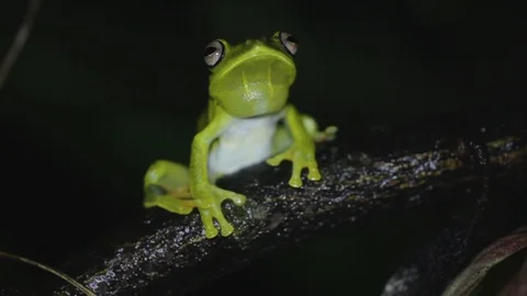 White-Edeged Tree Frog in a Tree's Branch at Night 스톡 동영상 109156016