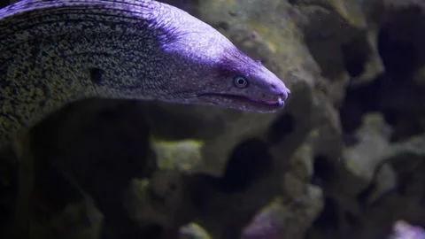 A white eel head  Stock Footage 294937000