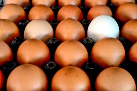 White egg between normal egg on plastic package Stock Photos