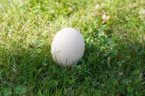 A white egg in its shell Foto stock
