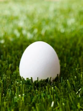 White egg Stock Photos