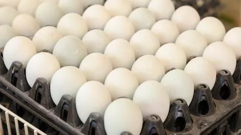 White egg Stock Photos