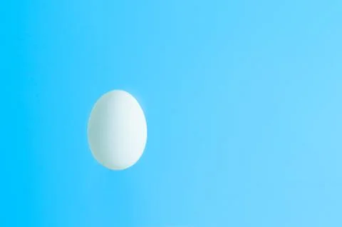 White egg Fotos de archivo