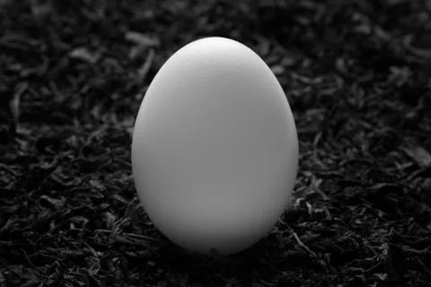 White egg standing on straw Stock Photos
