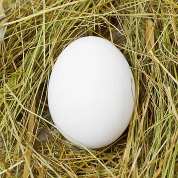White egg in the straw Stock Photos