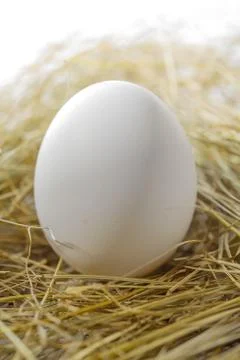 White egg in the straw Stock Photos