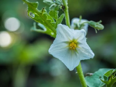 White eggplant flower with blurry background Stock Photos