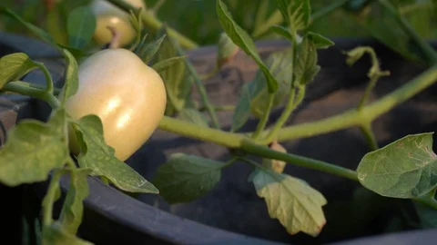 White eggplant in the garden Stock Footage 124160343