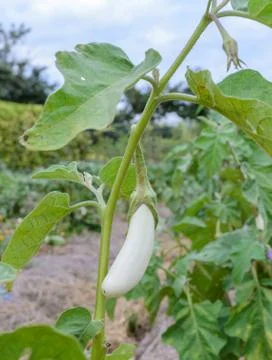 White eggplant on its tree Stock Photos