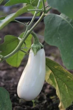 White Eggplant Stock Photos