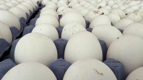 White eggs in cardboard trays close up Stock Footage 332353253