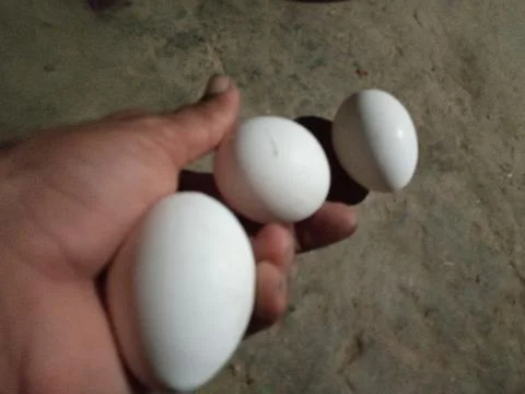 White eggs chicken bird Stock Photos