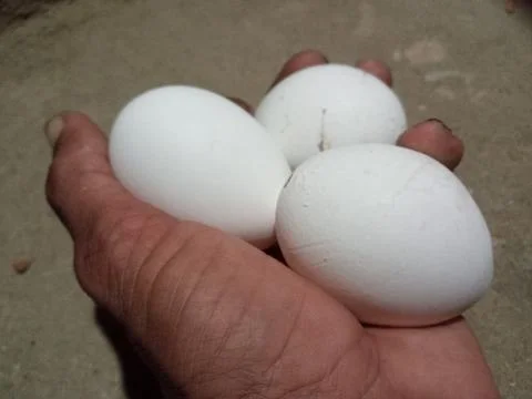 White eggs in human hands Stock Photos