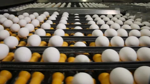 White Eggs Move Along a Conveyor Line Stock Footage 134283933