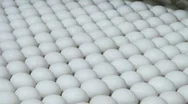 White Eggs Move Along A Factory Conveyor Belt. Stock Footage