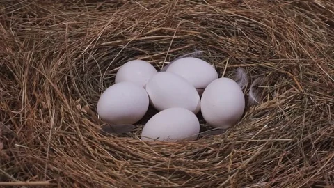 White eggs in the nest.  Camera rotation Stock Footage 78990821
