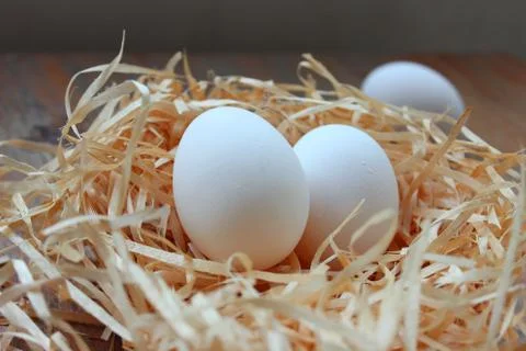 White eggs in nest Stock Photos