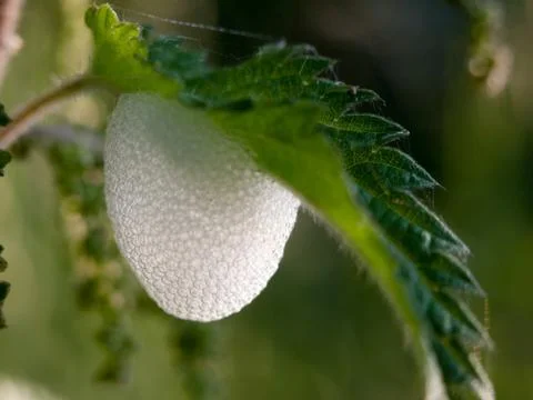 White eggs outside under a leaf Stock Photos