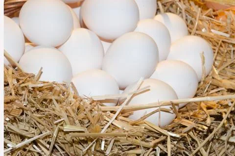 White eggs on straw Stock Photos