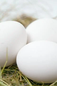 White eggs in the straw Stock Photos