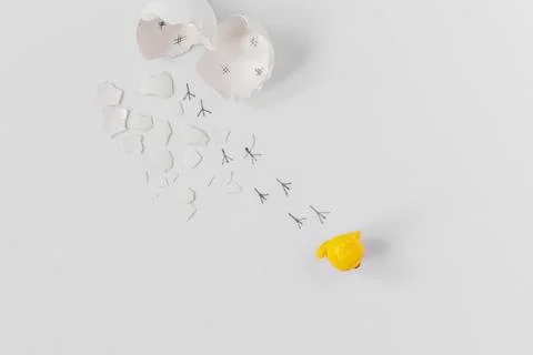 White eggshell of a broken chicken egg with shards and footprints of a chick  Stock Photos