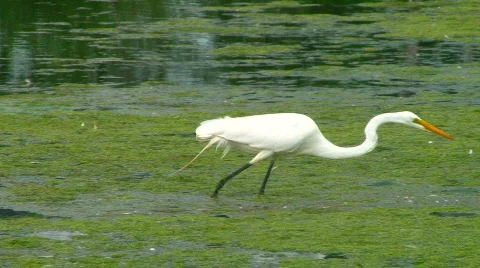 White Egret 08 Stock Footage 474904