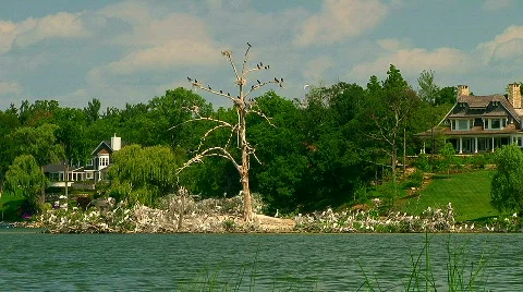 White Egret 10 Video stock 484313