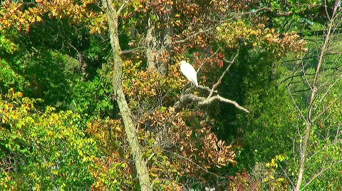 White Egret 11 Stock Footage 571239