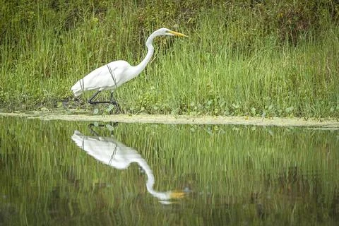 White egret and reflection in pond. Stock Photos