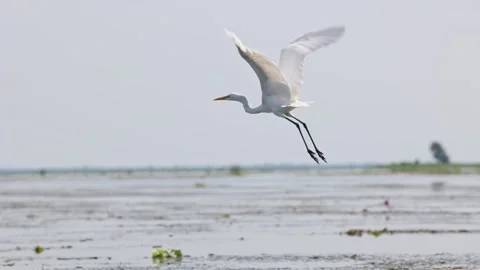 White egret (Ardea alba) flying above the water. Vídeos de archivo 251799012