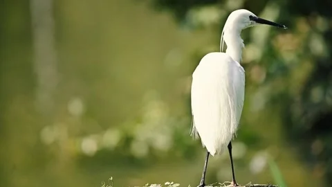 White egret background Video stock 203165484