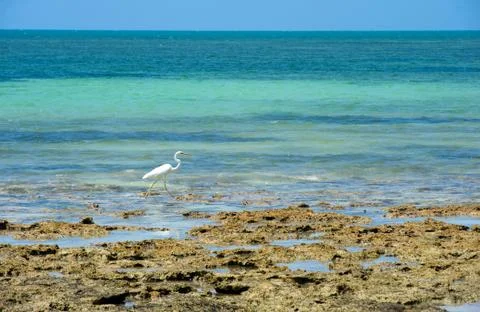 White Egret on beach Stock Photos