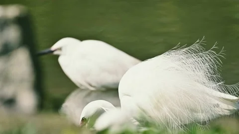 White egret with beautiful cloudy feather Video stock 203187734